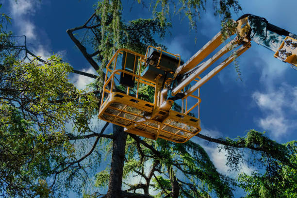 How Our Tree Care Process Works  in Zephyrhills, FL